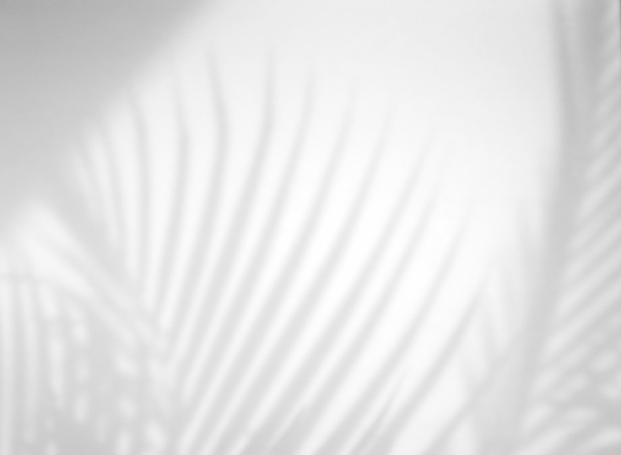 Shadow of Tropical Palm Leaves on White Background